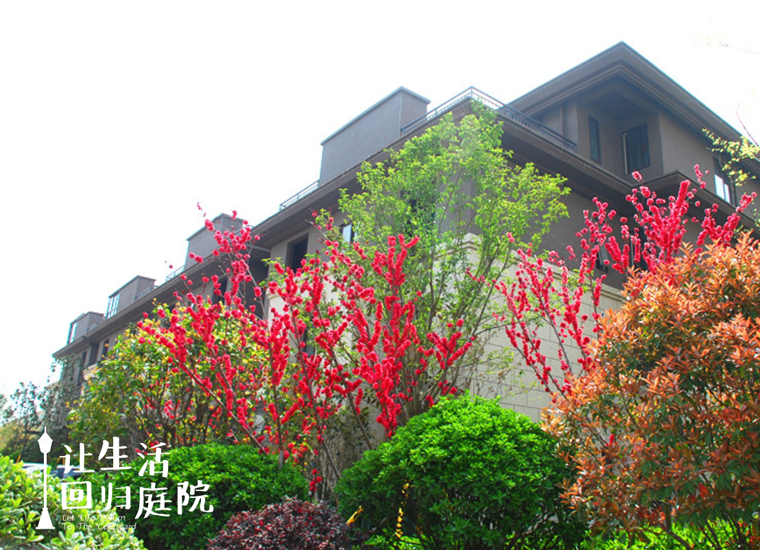 前后张望南阳50年：这样的天井，很难再有了！